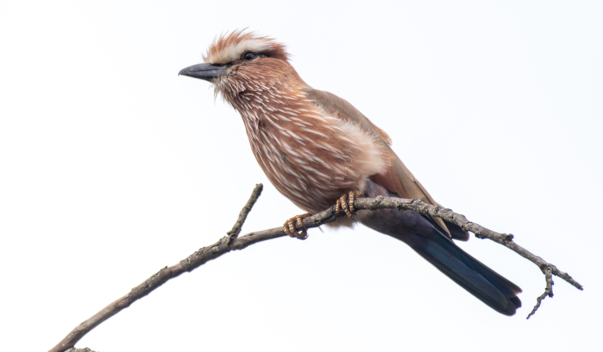 Bird Watching Expeditions in Uganda