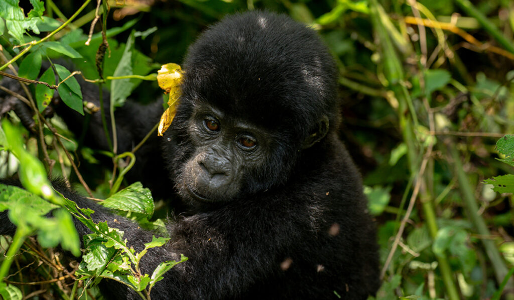 Gorilla Trekking in Bwindi Impenetrable National Park