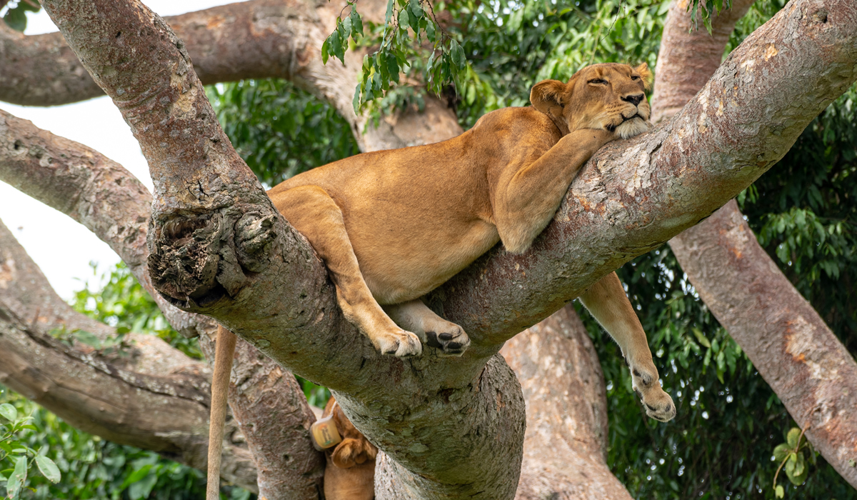 Tree Climbing Lions of Ishasha in Queen Elizabeth National Park
